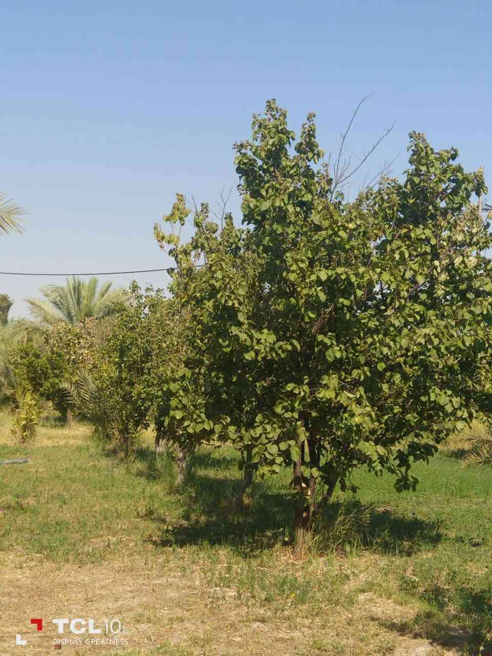 طابو زراعي • سند ٢٥ • دونم ونص