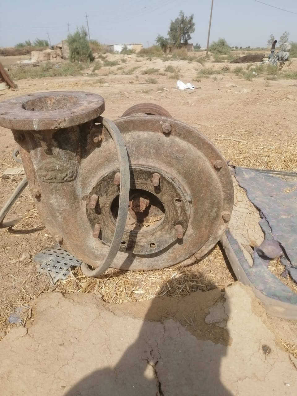 خنزيرة • ٥+٥ • فايق الدجيلي