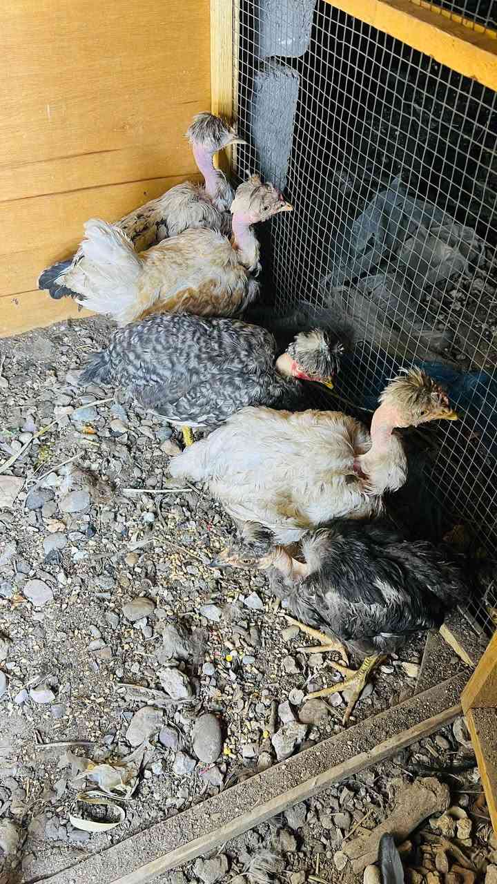 أربع دجاجات • للبيع • بغداد الفضلية