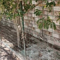 سياج حديقة • ١٤م • نظيف