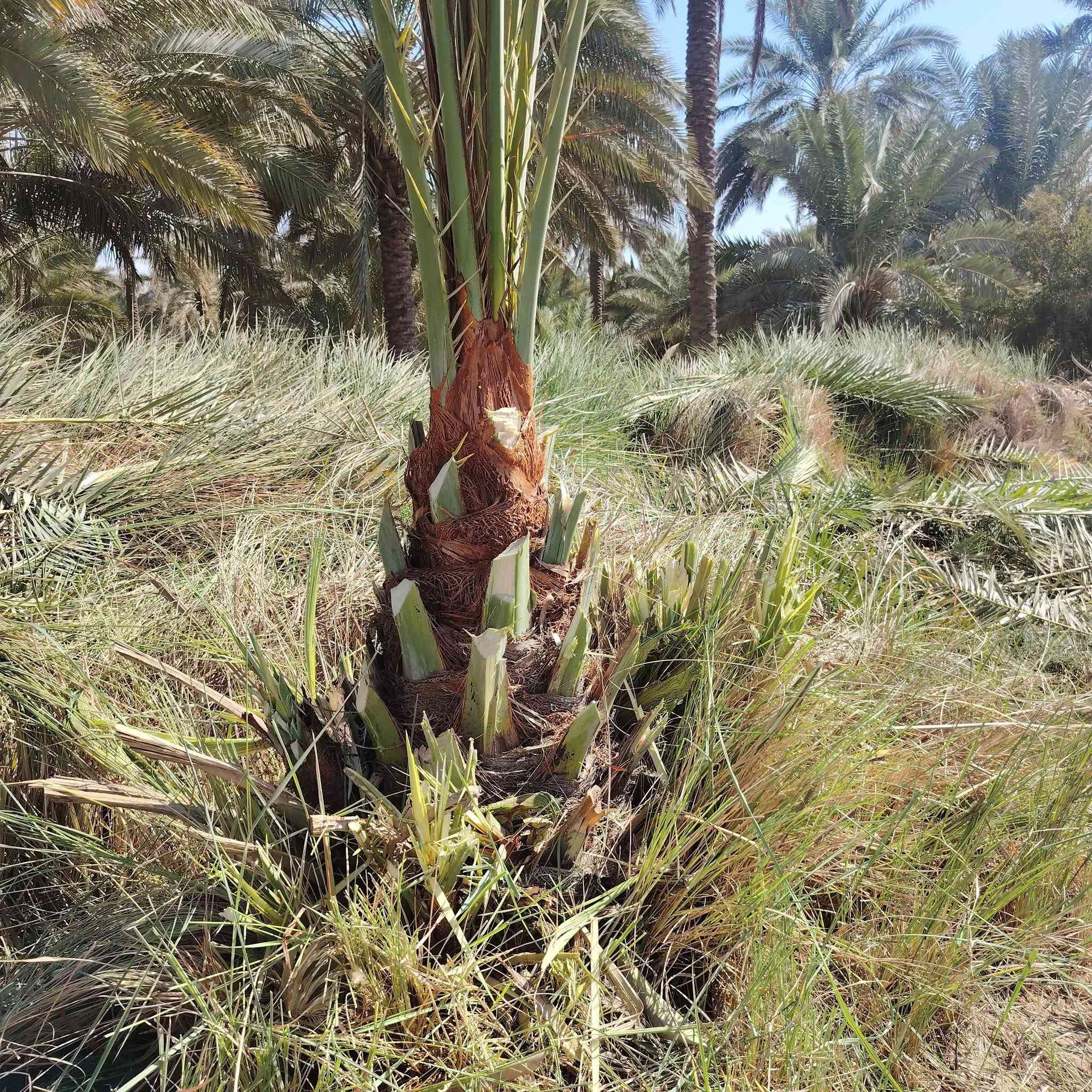 نخل خستاوي • ٨ نخيل • شارع المطار