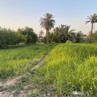 بستان نخيل • دونم • قرب سيد صبر