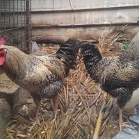 اديوكه • اثنين • اليوسفيه
