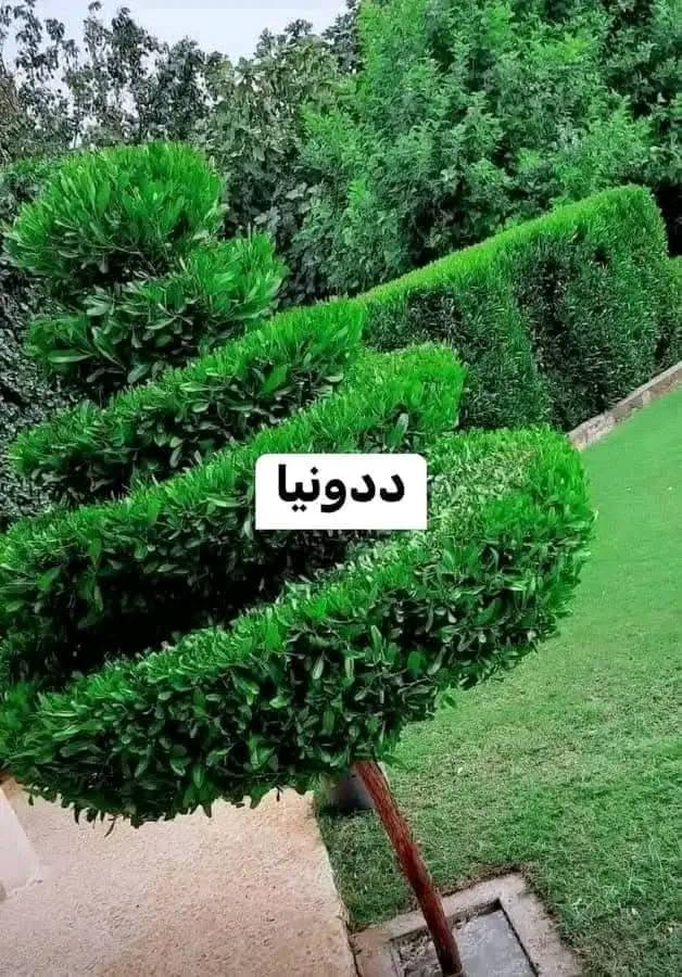 الدودونيا 🌿🍀💚
..........
هي شجيرة مستديمة الخضرة قد يصل ارتفاعها إلى 4 متر  وتزرع لغرض تسوير وتحديد الحدائق أو كأشجار مستقلة تقلم بالشكل المرغوب لقابليتها الجيدة للتشكيل حسب الرغبة ينتشر استخدامها في الحدائق العامة والخاصة .

 
تعتبر  من الشجيرات الفائقة التحمل والتكيف، فهي تنمو في الظروف البيئية الصعبة بشكل ممتاز، وتتحمل العوامل البيئية القاسية مثل الحرارة العالية والجفاف والرياح وملوحة التربة .

متوفره 
بسعر 750 جملة 
وبسعر 1000 دينار للوحدة (مفرد)  
اقل عدد جمله 10 فما فوق
واتساب ؛ ***********

نص مكتوب في الصور:
- OPPO Reno6 Z 5G
- ددونيا