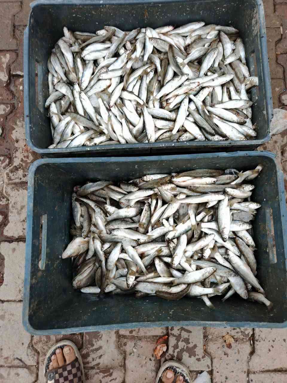 ابو زريده • وسطانيه • صيد عراقي