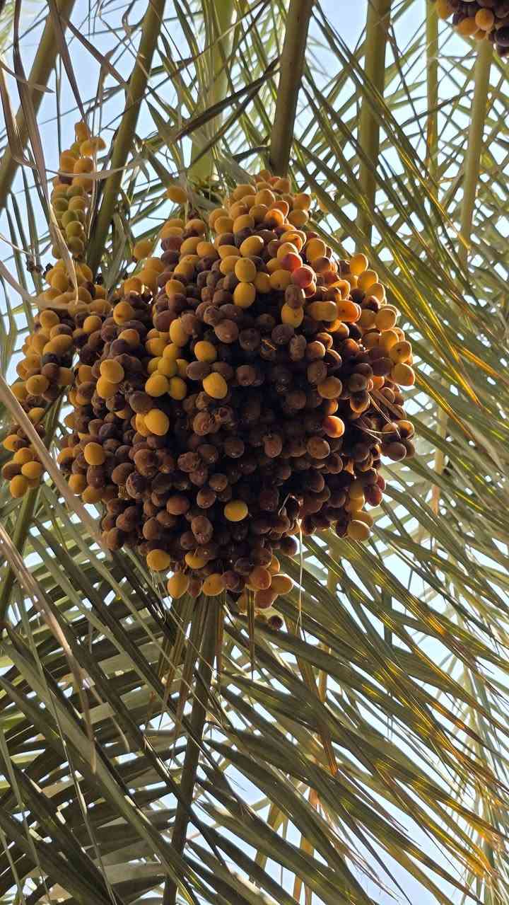 السلام عليكم نخلتين برحي  للبيع ابيع معلك
الاوله تحتوي على 12 عثك 
والثانيه على 11 عثك 
سعر الوحده 275  
 (عنوان-- قضاء المدينه -السوق)
(يوجد كنطاره للبيع)
للاستفسار ***********
