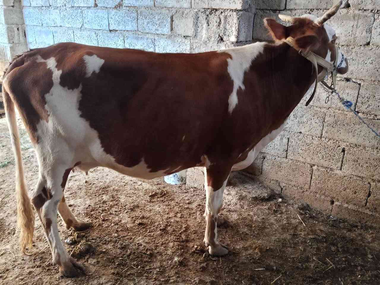 بقرة • حليب دسم • ثالث بطن