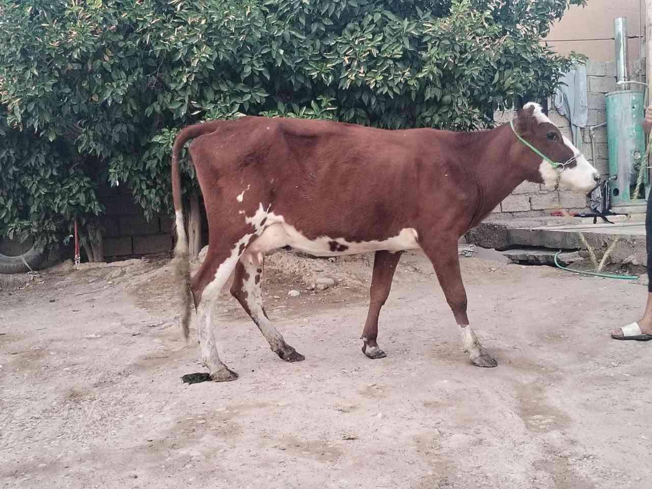 ناحية الزاب • شرط الحليب • شرط الدسامه