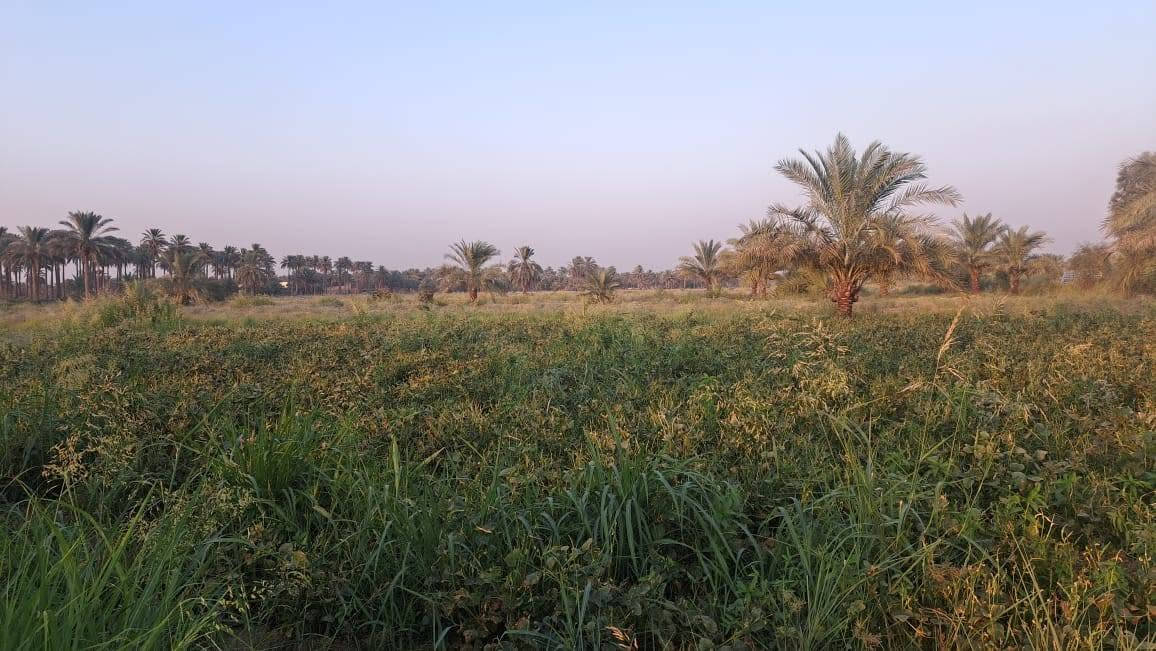 السلام عليكم
 تتوفر ارض زراعيه 10 دونم طابو زراعي سند 25  في ابو غرق الاوسط على طريق الزائرين مباشر على الشارع العام واجه على الشارع 100متر قرب حسينيه سيد شاكر تبعد عن العلويه شريف 2كيلو متر  تحتوي الأرض على عدد على أصناف النخيل تتوفر فيها كافه الخدمات ماء سقي واساله وكهرباء 
اللالستفسار ***********
