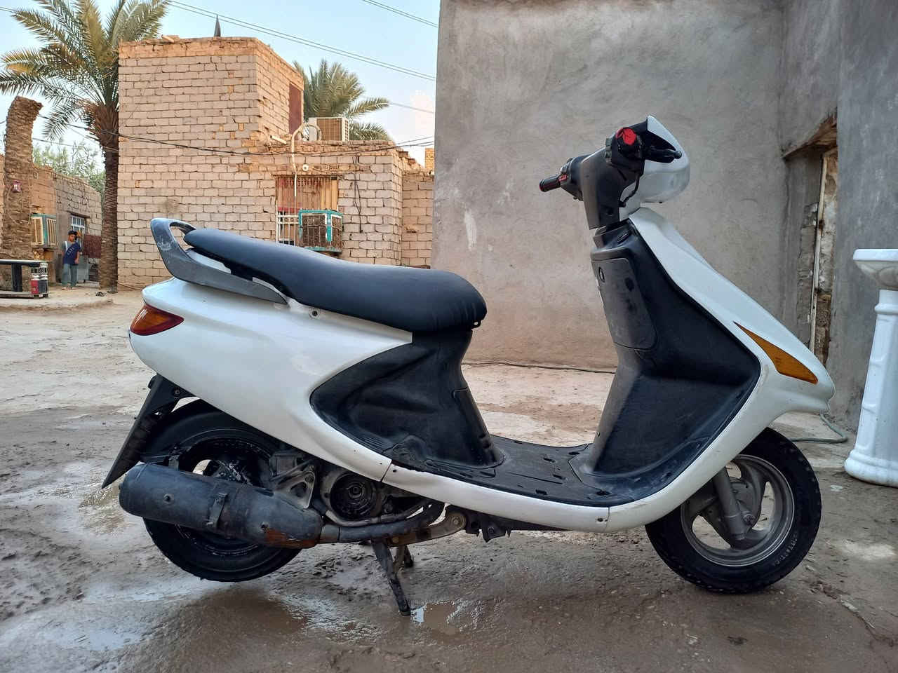 فراشه • شغال • ديوانيه