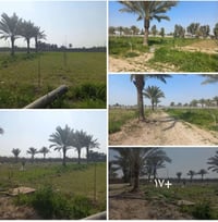 ٥ دونم • طابو زراعي • الرضوانيه