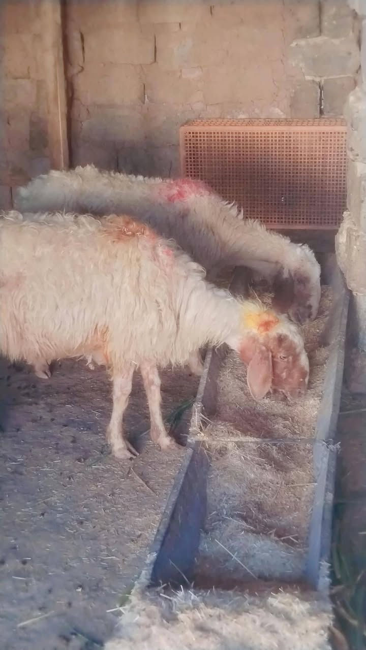 نعاج • ٣ قطع • اسديره الفياض