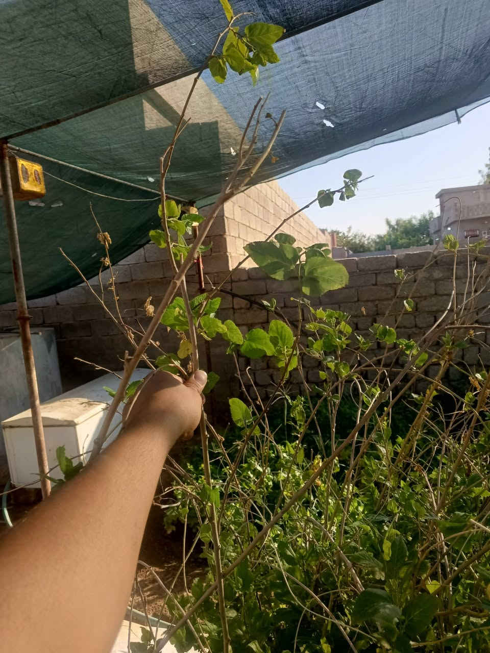 سلام عليكم
متوفر شتل في الشهامة
عنب حلواني
عنب رئاسي
عنب بلد
عنب فرنسي
تين اسود بني مسلم
تين ابيض 
رمان عراقي حامض حلو
رمان شهربان
رارنج عراقي
ليمون عراقي
برتقال عراقي
لالنكي عراقي
البيزيا
تكي اسود احمر
قلم طوز
‏‪***********‬‏
***********
