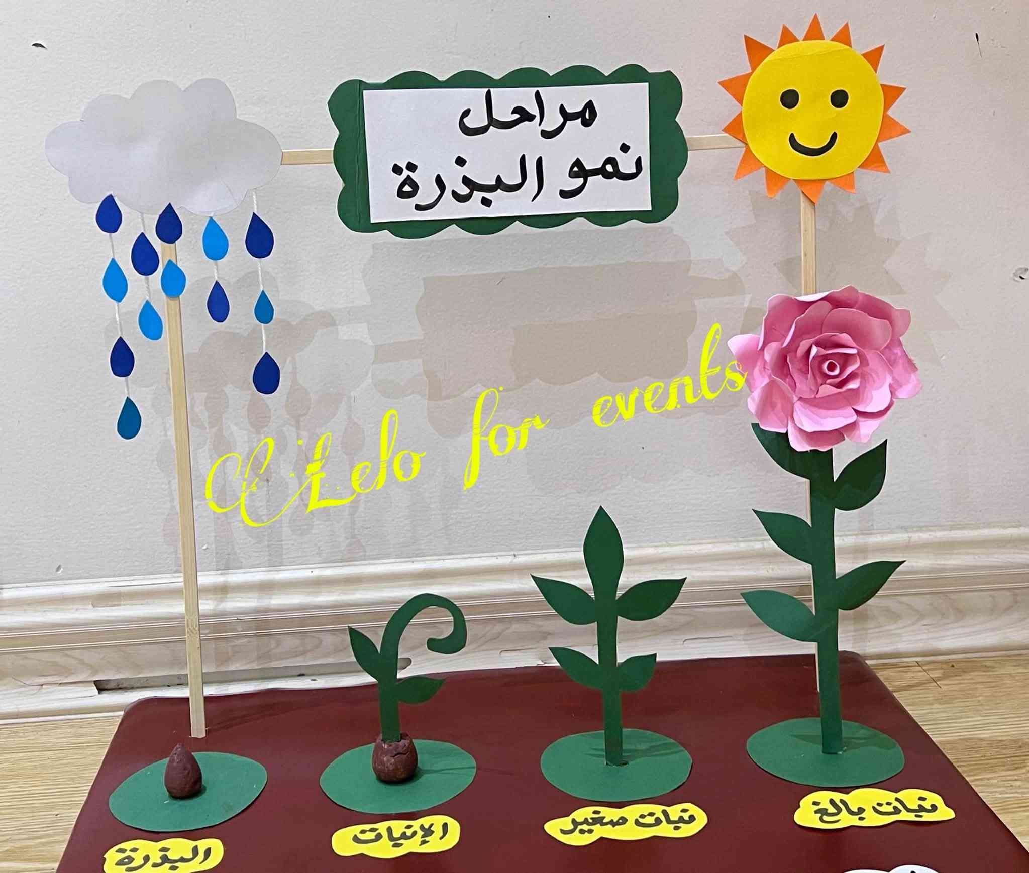 مجسم تعليمي • مراحل نمو البذرة • الصف السادس