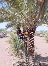 مكربجي نخل • كصاص تمر • تكريب