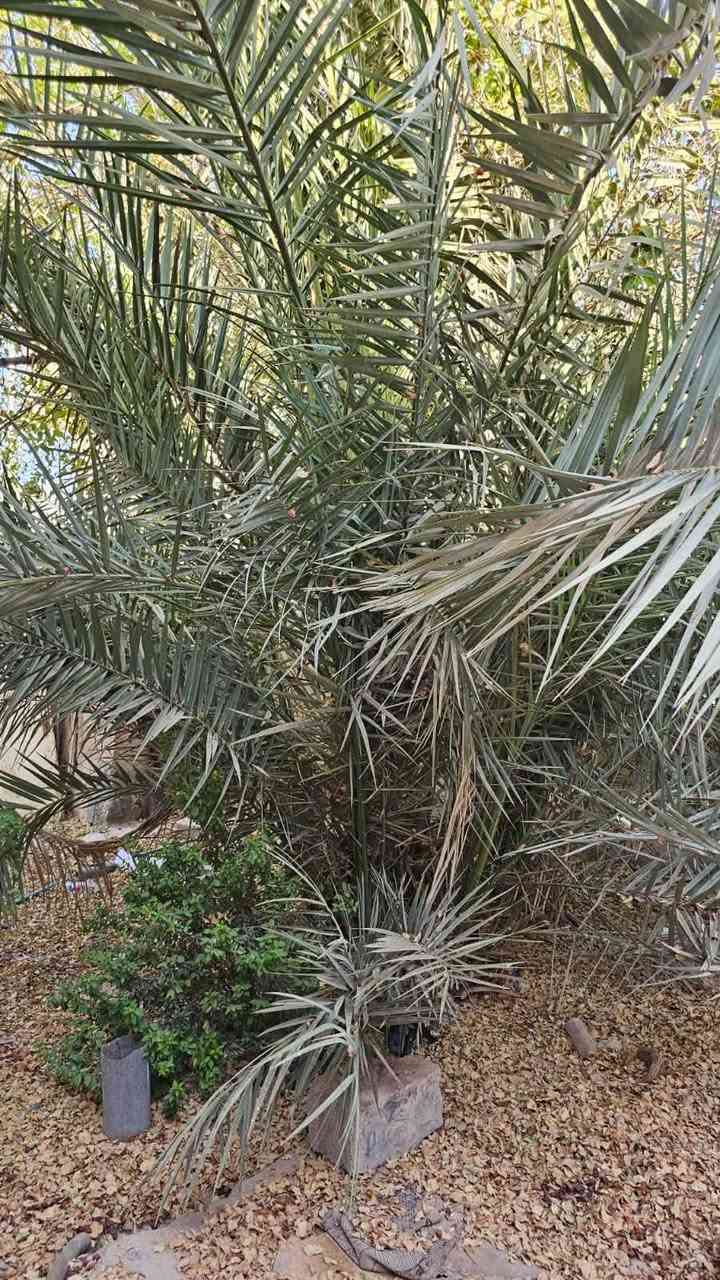بيت ركن  قديم يعتبر قطعه المساحه ٢٥٠متر الوجهيه ١٢/٥والنزال ٢٠بحي سومر الثانيه الخدمات كامله ماء مجاري وكهرباء والمنطقه حلوه وهدوء السعر ١٥٠مليون 
لاستفساراكثر  الاتصال على الرقم ***********
