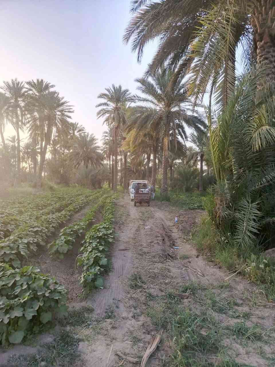 عندي بستان للبيع على طريق شريفه بنت الحسن سعر الدونم 85 وبيها مجال قليل منطقة ابي غرف الوسط محافظة بابل قريب حسينة سيد شاكر ولاد المساحة ٤ ونص ***********
