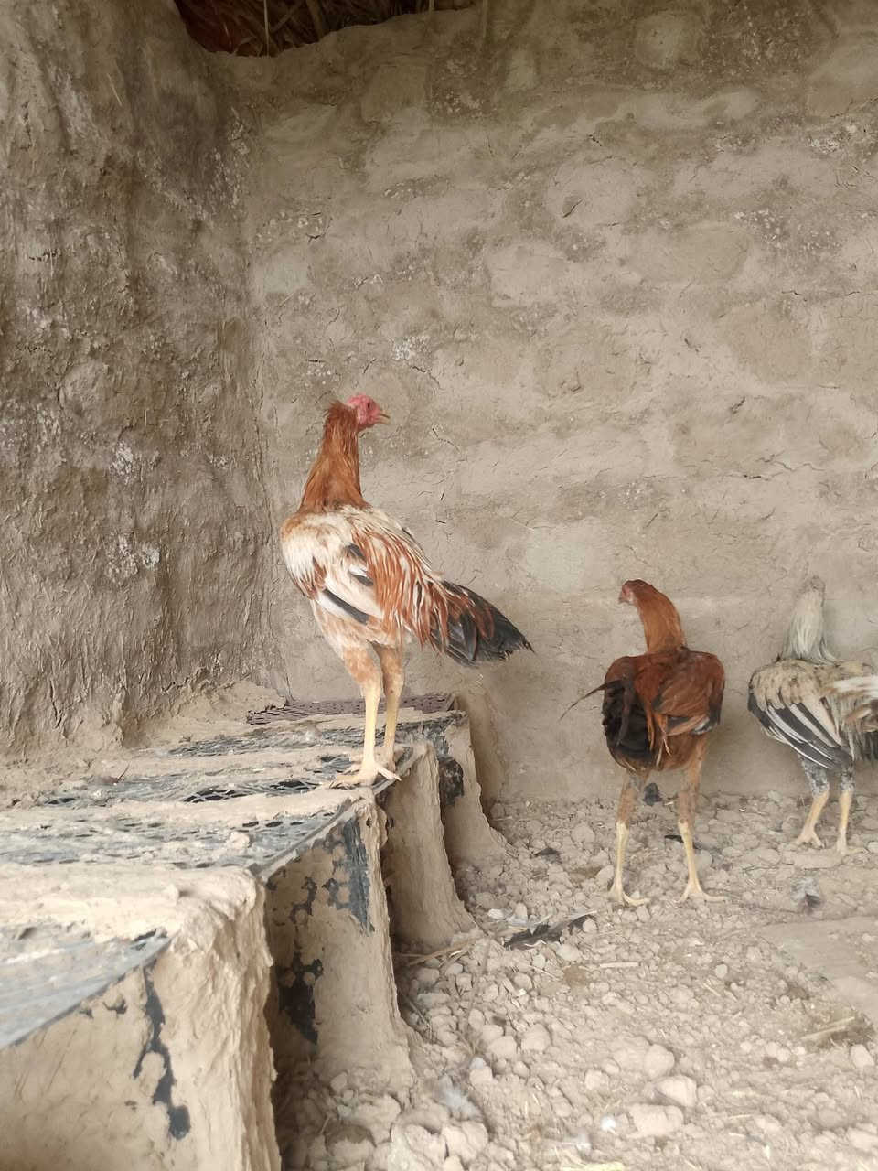 ديوجه • ٦ قطع • للبيع
