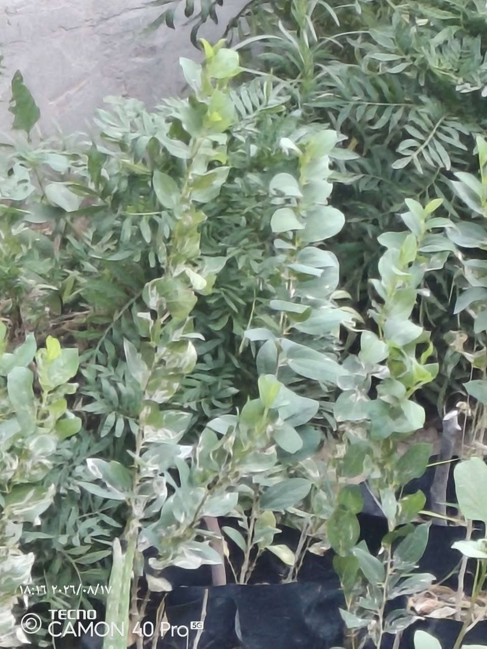 شلات سدر للبيع واحد ٢٠٠٠ و ثلاثه ٥٠٠٠ الطول نص متر او اقل دفعهن خير من الله  تواصل اتصال على   
*********** واتساب فايبر تلكرام
*********** واتساب فايبر تلكرام
