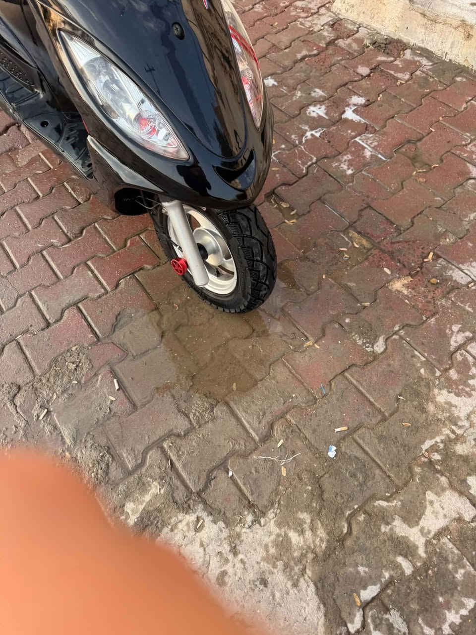كامكو فحل ١٦ • فول الفول • مكفوله