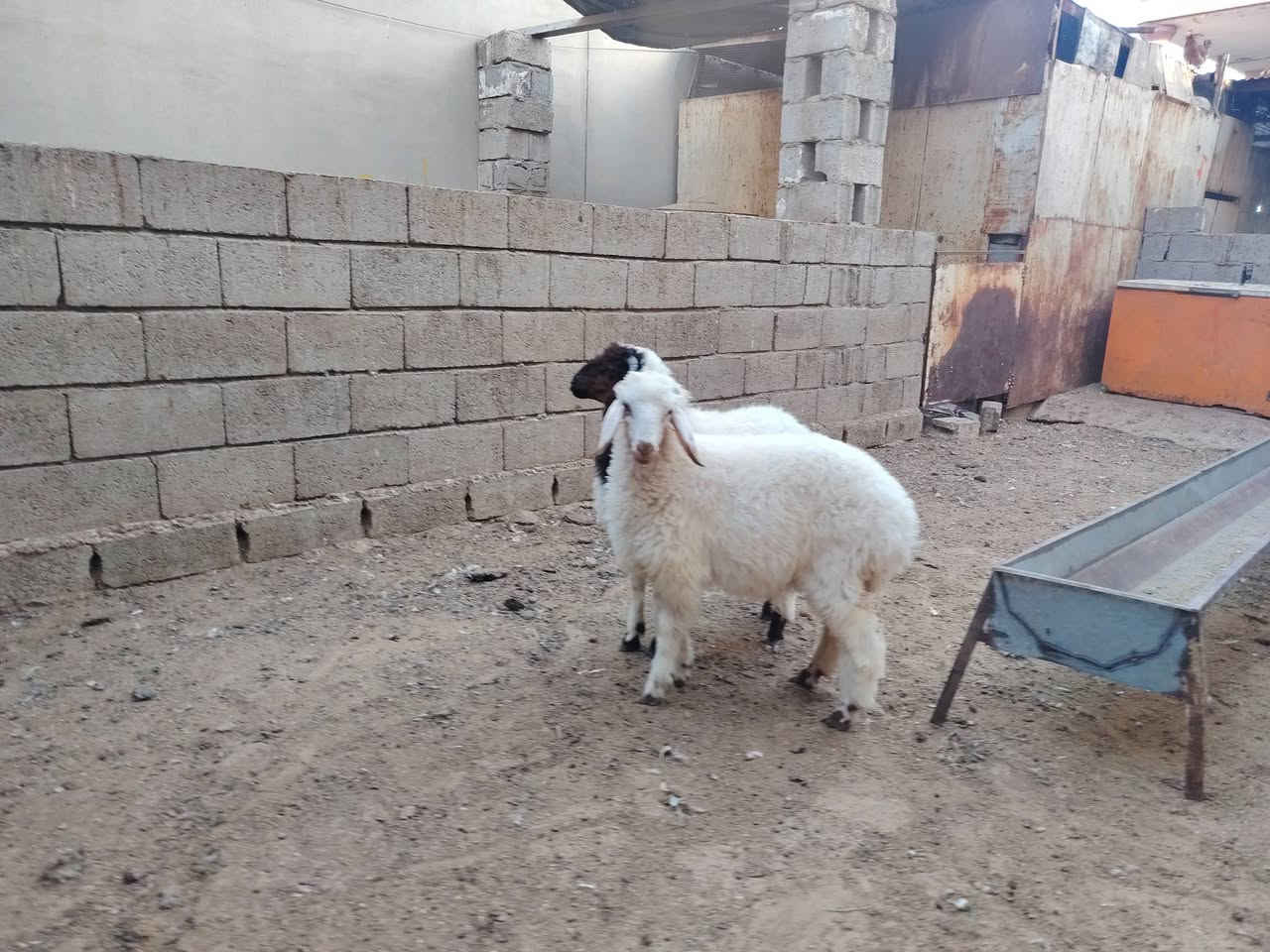 طليان مالات ربط للبيع
(خروف + فطيمه)شرط الصحه والنظافه
سعرهن 625 وبيهن مجال للشراي 
***********
كركوك
