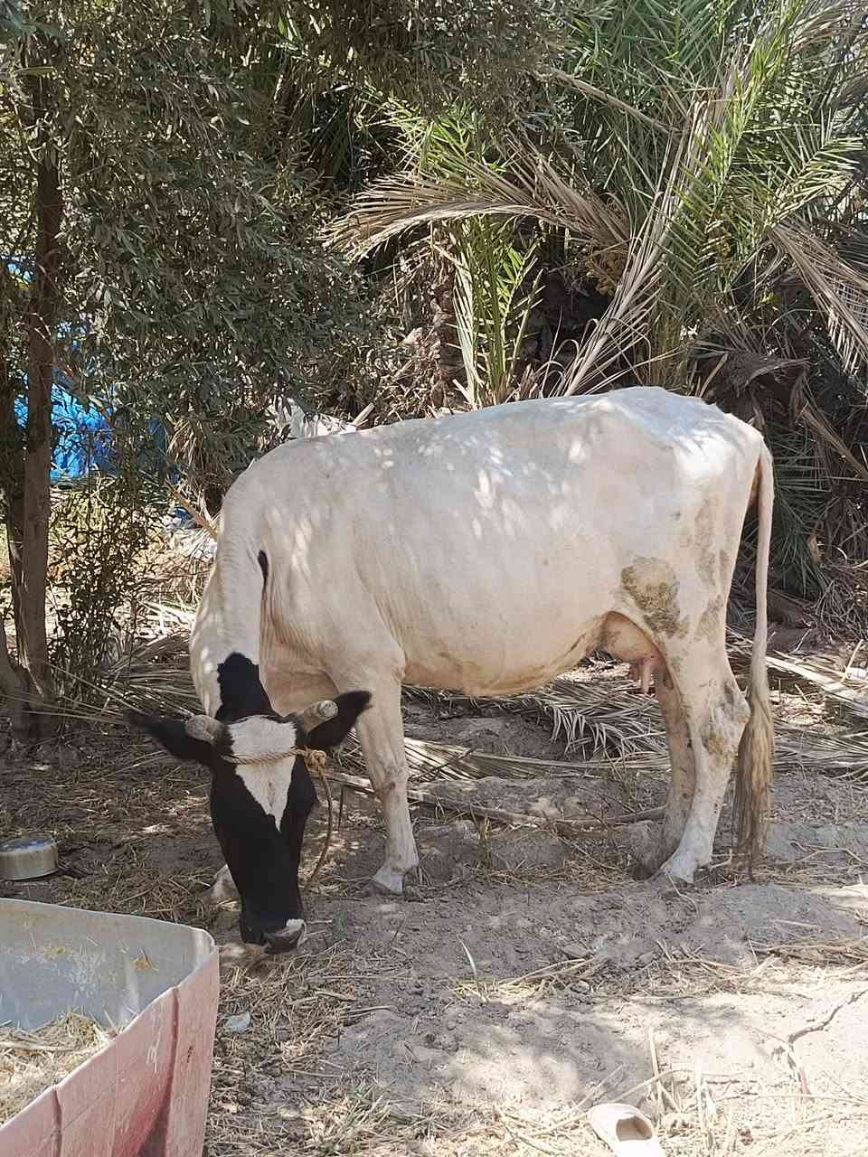 سلام عليكم دابه ثلث بطن وراها فحل فريزي دابه متعهده عله كل عيب شرط الصحاء صاحبت شطر وماعون عل حليب ابيع تحلب خير من الله المكان بابل القاسم السعر 2800وبيه مجال الرقم ‏‪***********‬‏ @إشارة

