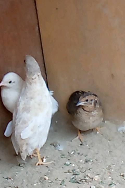 سمان ملكي • ٢ نثايه ١ فحل • بيض يومي ٢