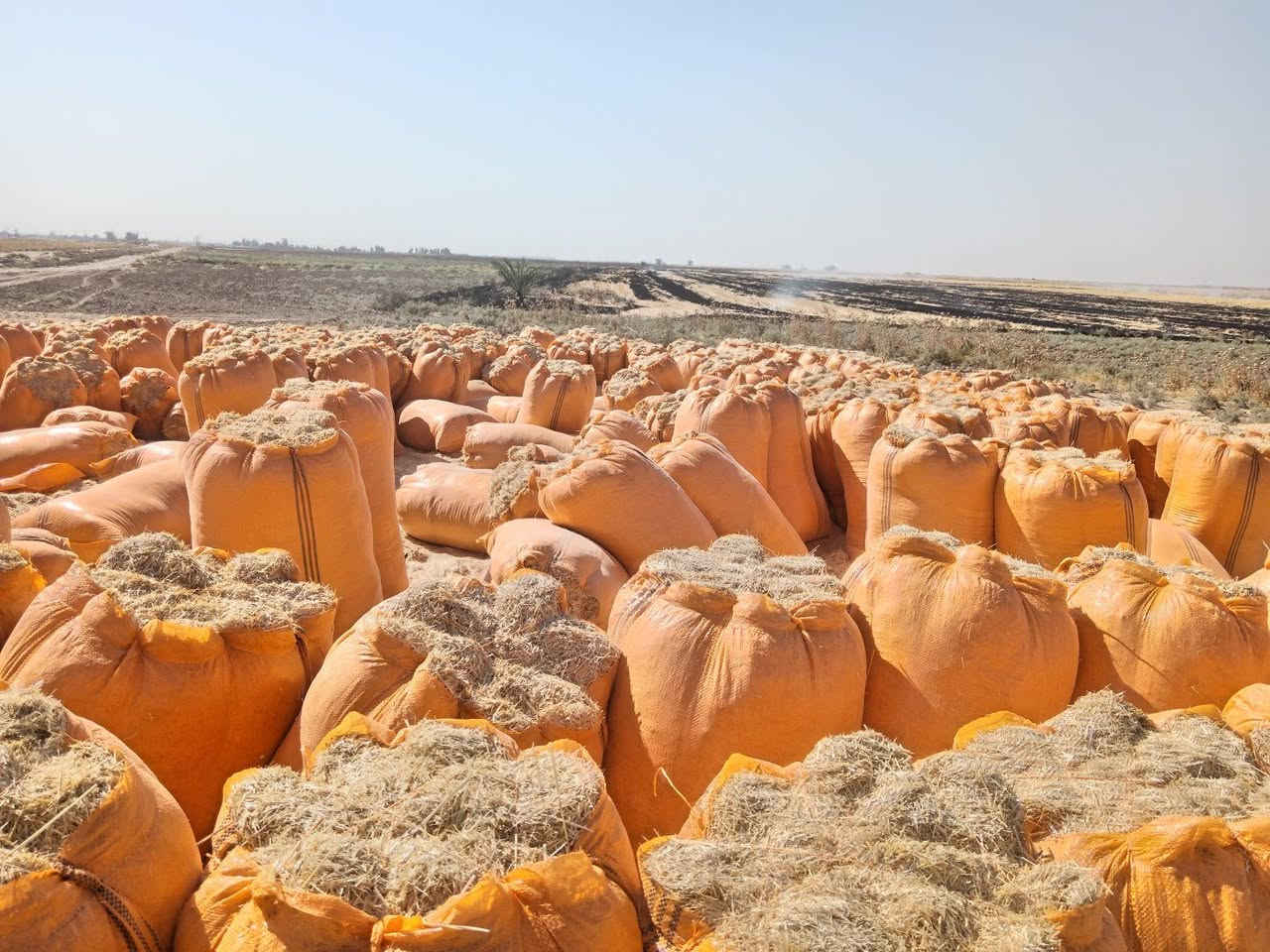 🌾 تبن الشمال للبيع 🌾

📦 حجم الكيس: 123 × 90
✨ تبن أبيض، ناعم ونظيف
🚫 خالي من التراب والشوائب

💰 سعر الزوج واصل: 7,750 دينار
📍 التوصيل إلى جميع مناطق ديالى

🔹 أقل كمية للطلب: 420 كيس

📞 للطلب والاستفسار:
***********

