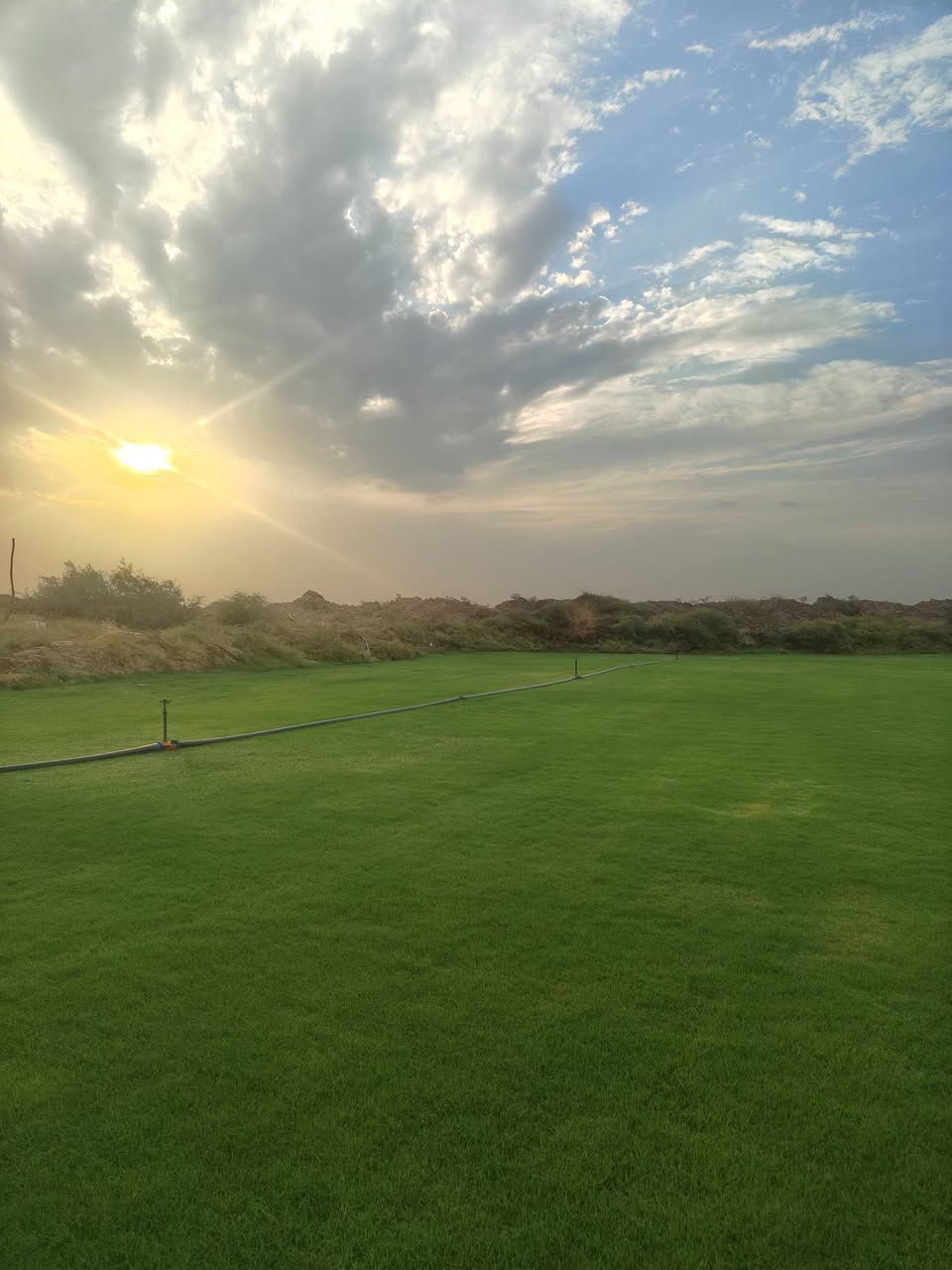 ثيل هندي • طبيعي • درجة أولى