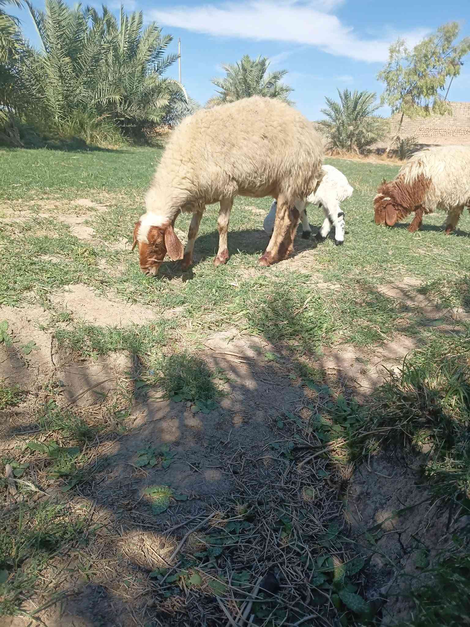 للبيع • تكريت فلكه العلم