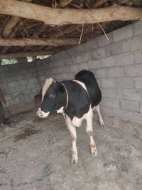 حولي • للبيع