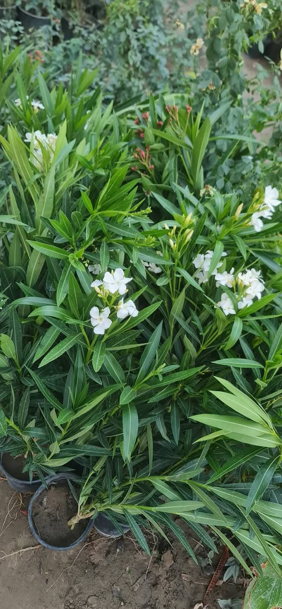 السلام وعليكم وصول نباتات خارجية  🌷

العنوان ديالى الخالص مدخل السيد يوسف مجاور اسواق الحداد يوجد توصيل
***********
***********
