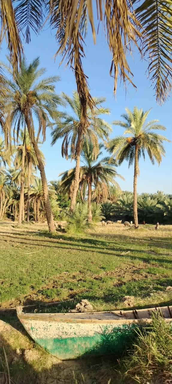 أرض زراعية للبيع طابوا زراعي ١٥ دونم
تقع على نهر الفرات شط الكوفة تبعد عن الكوفة حولي ٥كيلوا 
تحتوي على ٢٠٠ نخلة متنوعة وثلاث بيوت صب كونكريت جاهزات للسكن واستقبال ١١في ٥ توجد مدارس ابتدائية:و متوسطة ومستوصف  للتواصل لاتصال على هذا الرقم ***********

