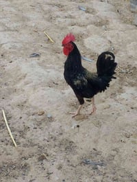 دجاج عرب • ديوكه مال سنه • فروخ كبار