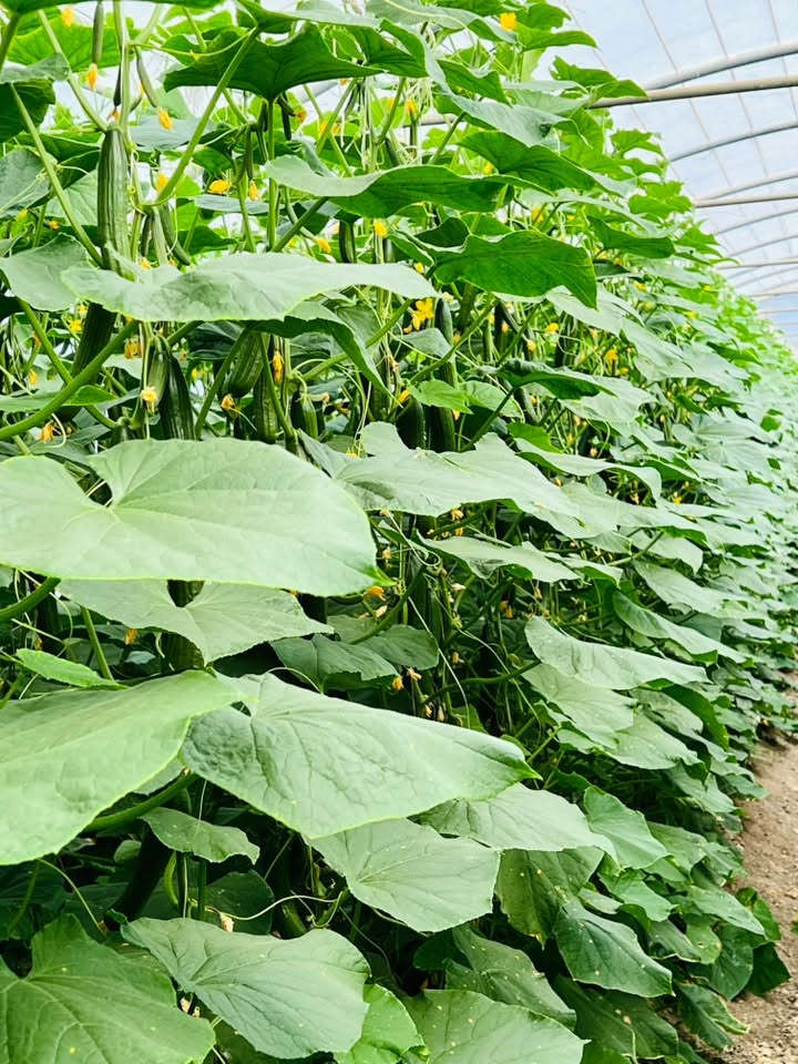 ..صنف (#الادهم) 🥒🥒
..المتفوق دائماً
…مقاوم للفيروسات التي تصيب نبات بعمر مبكر وتسباب صفرار في نبات 🌿🌿
الحل الأمثل لتخلص من هذه الأعراض يجب ان يكون ختيارك (#الادهم)…🥒

✅يمتاز بمقاومة عاليه جداً 
✅يمتاز بثماره مرغوبة تسوقين 🛒
✅ يمتاز بقاومه الأمراض الفطرية و الحشرية 🕷️

.. غايتنا نجاح زراعه لمزارعين 🧑‍🌾
.. شركة مواسم البلاد 
الاستفسار ***********
***********.
