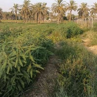 بيت للبيع مع ارض مساحتها 2 دونم ونصف  الاستفسار الاتصال على الرقم ‏‪07...