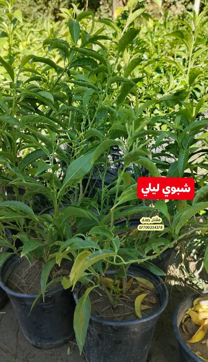 #على_بركة_الله_وتوفيقه 🌳🌳
وصول وجبة جديدة و مختلفة من النباتات الخارجية الازهار متسلقات واشجار دائميه 🌳🍂

بانسب الاسعار و افضل الانواع 👍🌳❤️

مشتل جوري 🌳🌳

للأستفسار مراسلة الصفحة أو الاتصال على الرقم *********** + واتساب 

زورونا على عنواننا التالي 🍂🍂
صلاح الدين المجمع الدور السكني سوق الرابع
 مقابل مدرسة الريان // شارع قبل مدخل المدير العام 🌳🌳
