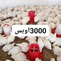 دجاج • مجزرة ابو علي • مدخل راوه الجديدة