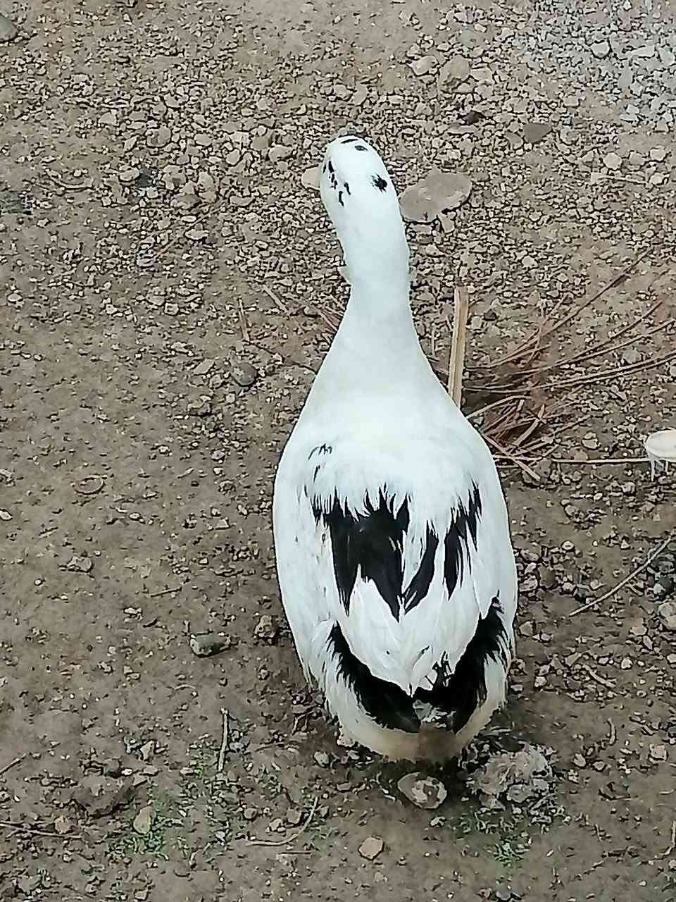 نضاف بيت • عدد ٨