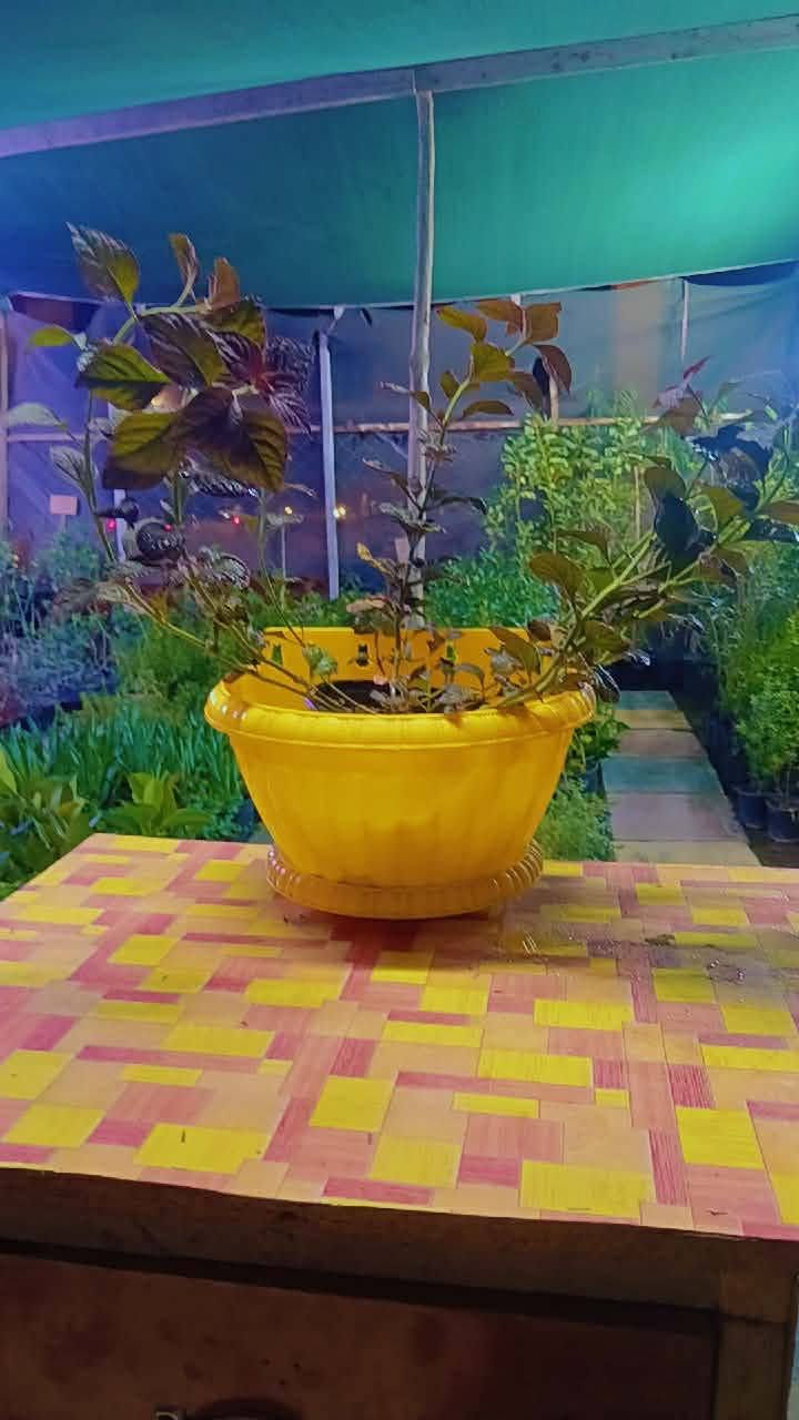 يسر مشتلنا مشتل كاردنيا زيارتكم لوصول وحجبه جديده من النباتات الدداخليه والخارجيه وبسعر مناسب توجد خدمه توصيل 
للحجز والطلب مراسله الصفحه

نص مكتوب في الصور:
- مشتل
- كاردينيا
- للزهور والنباتات
- جمال الطبيعة يبدأ من هنا
- تشكيلات متنوعة
- لنباتات والشتلات
- أجمل الزهور
- والنباتات
- جودة عالية
- وأفضل الأسعار
- لمسة جمال تضيف
- الحياة إلى كل مكان
- للاستفسار والطلب
- ***********