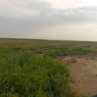دخن • ١٧دونم • هده السبلهه
