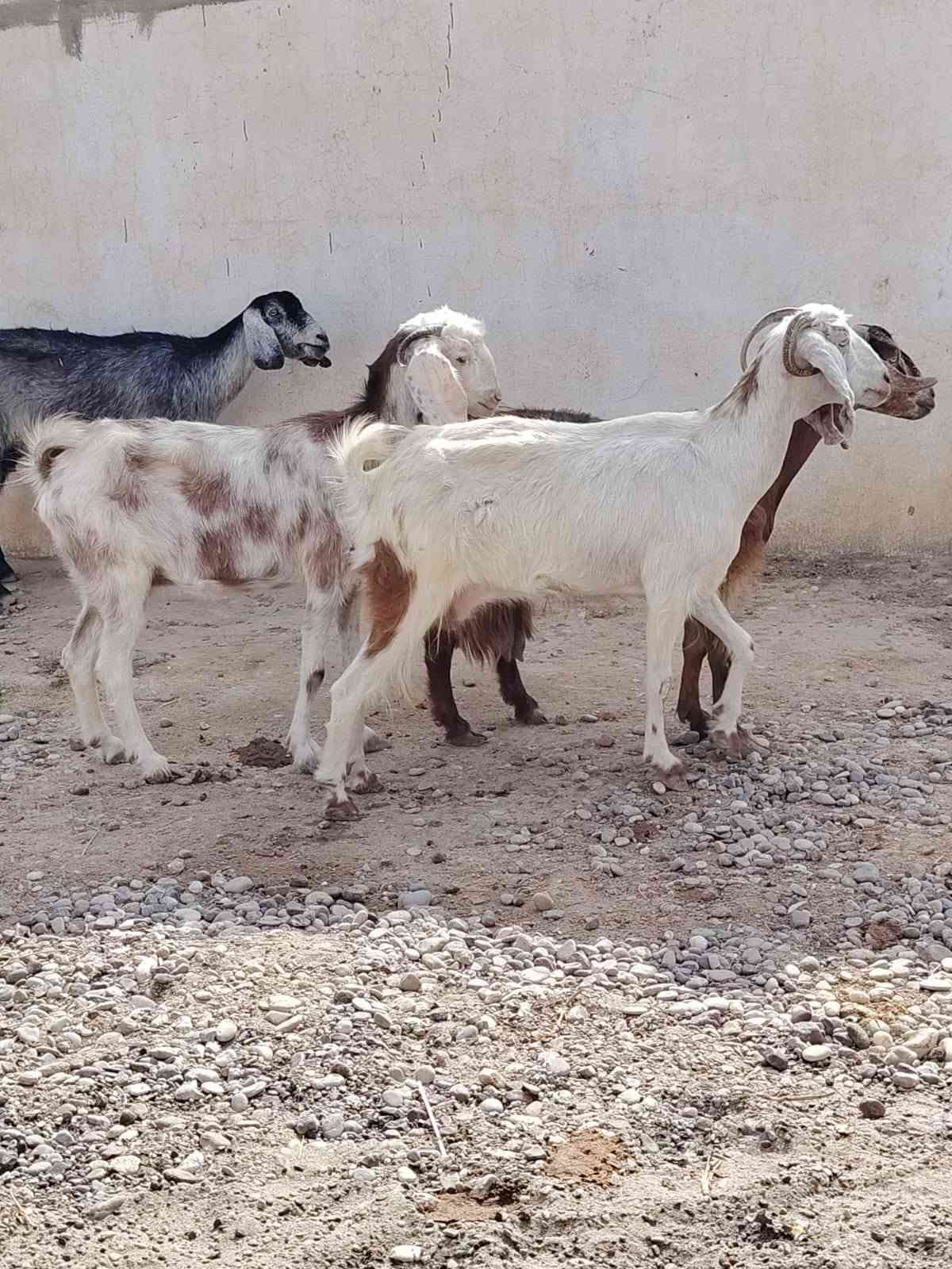 معز • ٤ حبات • الشرقاط