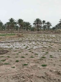 أرض للبيع • نص دونم • أرض في بابل • سند تحويل مباشر • أرض بمسبح • قطعة...