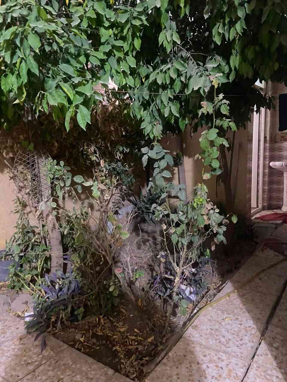 السلام عليكم دار للبيع مساحه 200 متر واجهه 10 نزال 20 يحتوي على استقبال كبير وصاله ومطبخ واربع غرف نوم جوه ثنين وفوق ثنين سويت كامل مع الحمام ويحتوي على حديقه صغيره وحمامات خارجيه وداخليه وترك داير مداير البيت ويحتوي على سطحين موقع البيت الراشديه سبعه نيسان شارع محمد سليمان او شارع (فرن الصمون ) الاستفسار ***********
