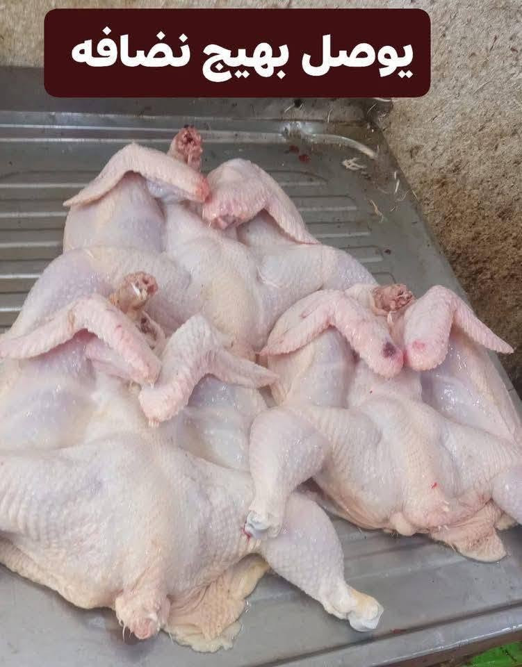 دجاج • نضافة • توصيل الشاميه