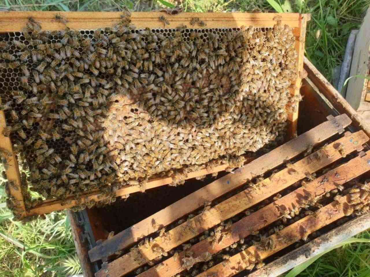 � رحيق دجله 🍯
عسل طبيعي 100% بدون أي إضافات 🌿

ثقة ومصداقية… والتجربة خير برهان 🤍

🐝 عسل الكالبتوز

🌿 عسل البرسيم

📞 للطلب والاستفسار: ***********

💬 واتساب متوفر
تيك توك /.   رحيق دجلة

جرّب واحكم بنفسك 🍯
