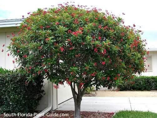 السلام عليكم متابعينا 🤍.

نعلن عن توفر اشجار الجاتروفا او الجادروفا واسمه العلمي (jatropha integerrima)🌺🌳

ارتفاع متر تقريباً 🩵
السعر   ١٠ الف 🩷

 تنتج زهور حمراء صغيرة الحجم و لكن على شكل كتل او مجموعات في الغصن الواحد وتزهر بكثافة منذ حلول الربيع و طوال الصيف و لكن تصفر اوراقها قليلاوتتساقط و يتوقف الازهار في الشتاء و ممكن ان تكون في موقع مشمس او مظلل واقصى ارتفاع لها يمكن يصل الى ثلاث امتار و لكن اقوم بتقليمها حتى يصبح طولها في حدود المترين فقط ذلك ان زهورها اذا كانت بكامل ارتفاعها لايمكن مشاهدتها بسهولة كما ان زهورها تصلح للمزهريات في المنزل لانها تدوم فترة طويلة .. كما يوجد ايضا اشجار جاتروفا بزهور وردية ولكنها  اقل انتاج في الزهور ..  

 أن الشجرة تتحمل الحرارة الشديدة التي قد تصل الى 50 درجة كما في العراق و السعودية و الكويت كما تتحمل ملوحة التربة و لاتحتاج الى عناية خاصة و من الملاحظ انها اذا كبرت الشجرة فأنها تضرب بجذورها في التربة بشكل قوي جدا بحيث يصعب اقتلاعها مجددا .. انني انصح حقيقة بزراعتها فهي جميلة فضلا انها تزودنا بزهور حمراء ناصعة في فترة شدة الحرارة التي ينعدم فيها او تقل فيها الزهور ..
يتم إكثارها بالعقل الخشبية في شهر  كانون الثاني وشباط  

⭐يتوفر لدينا خدمه توصيل لجميع محافظات العراق 🛻 
⭐ للحجز والاستفسار يرجى مراسله الصفحه او مراسله واتساب على الرقم ‏‪***********

نص مكتوب في الصور:
- South-Florida-Plant-Guide.com