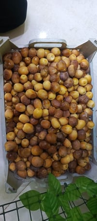 تمر برحي • تمر فضيخ • توصيل