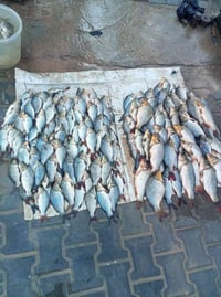 وسط 4ب10 • خشن 3ب10 • نضيف