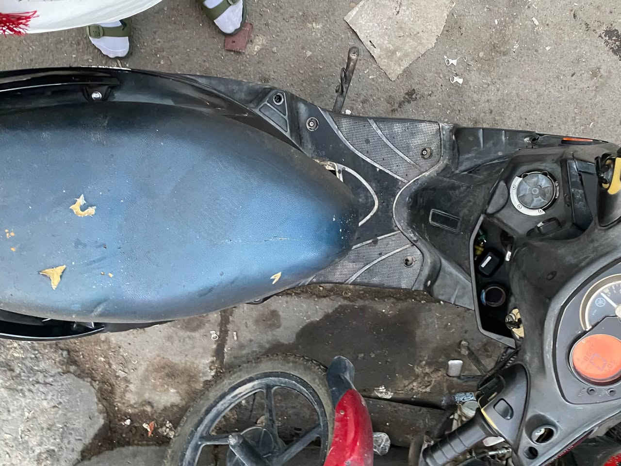 سكنس فحل • مكفوله • كسر صغير